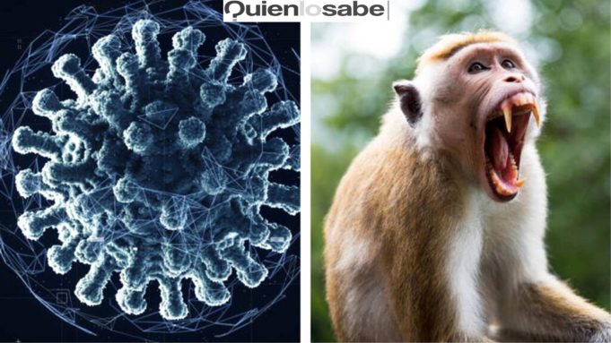 Virus trasmitido por Macacos fue diagnosticado en Hong Kong